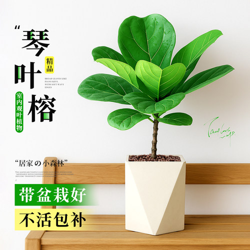 风靡北欧家居绿植美似大提琴