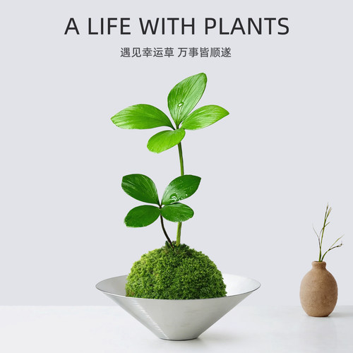 超好养的高级盆景巴西幸运四叶草
