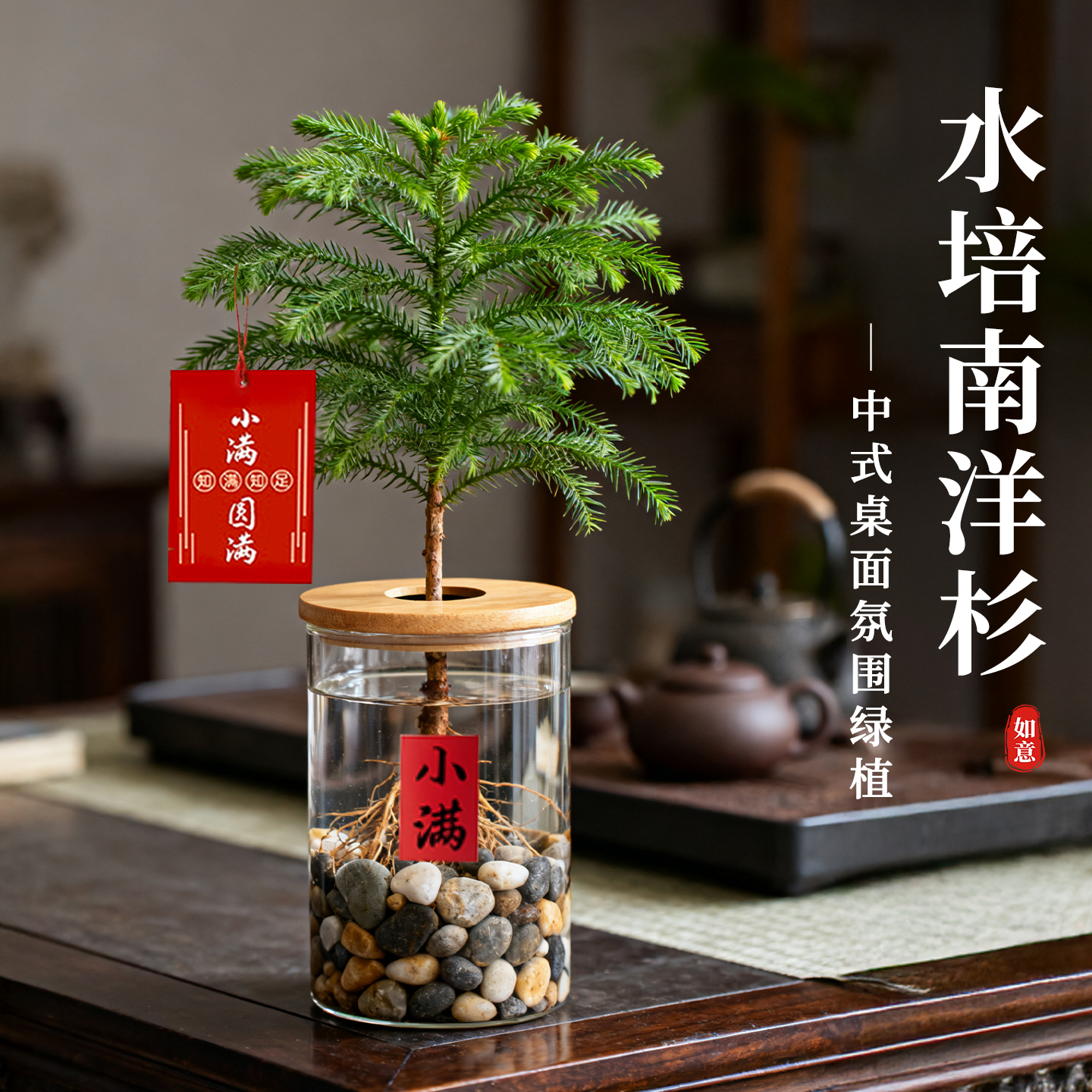 水培植物南洋杉盆栽办公室内桌面