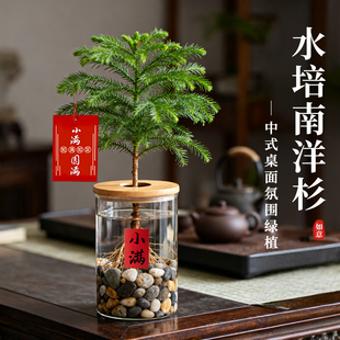 水培植物南洋杉盆栽办公室内桌面绿植四季好养净化空气新中式盆栽