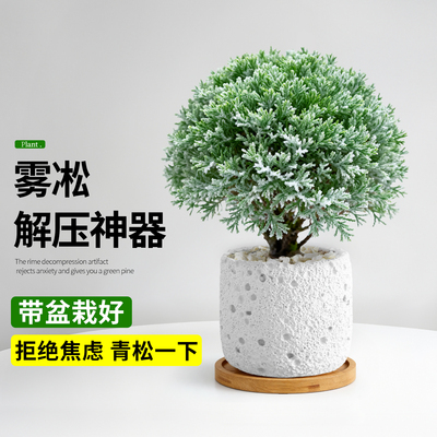 放青松雾凇小盆栽办公室内桌面工