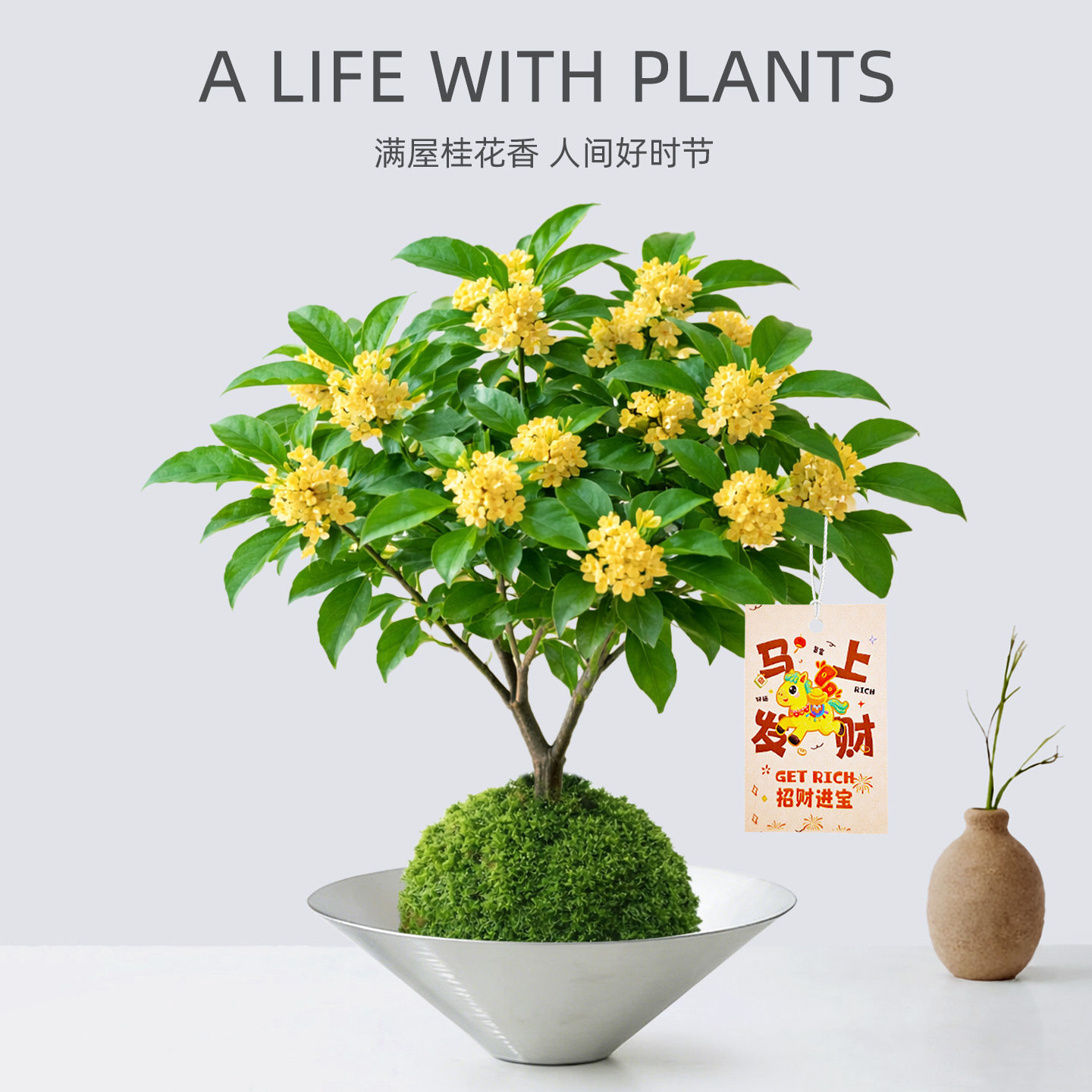 四季浓香型桂花盆栽苔藓球水培植物花卉盆景室内桌面绿植摆件好养