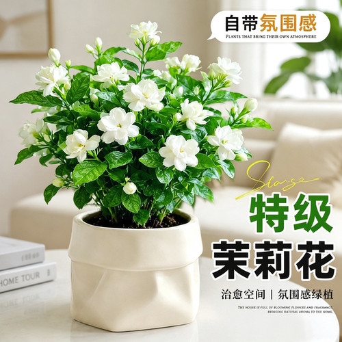 【好一盆美丽的茉莉花】四季开花