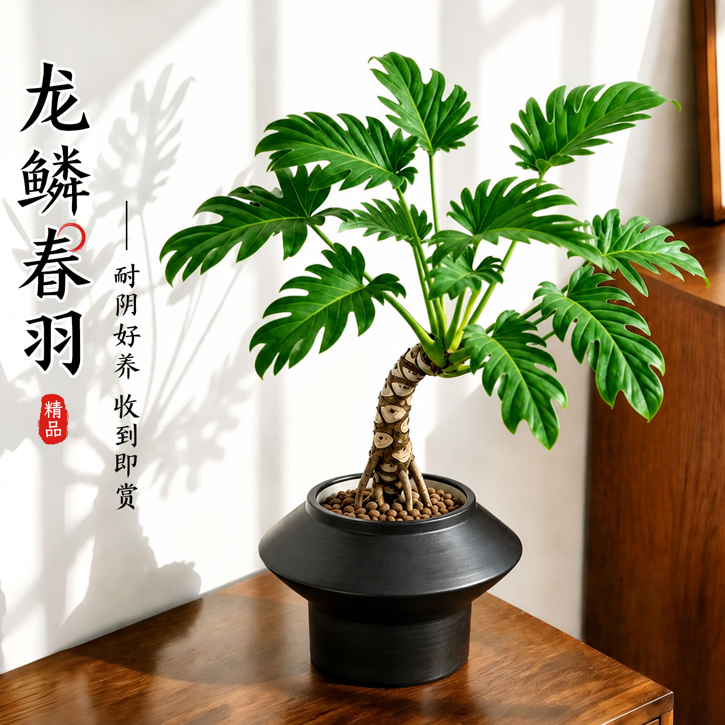 龙鳞春羽小天使盆栽老桩客厅办公室内桌面绿植物耐阴净化空气常青