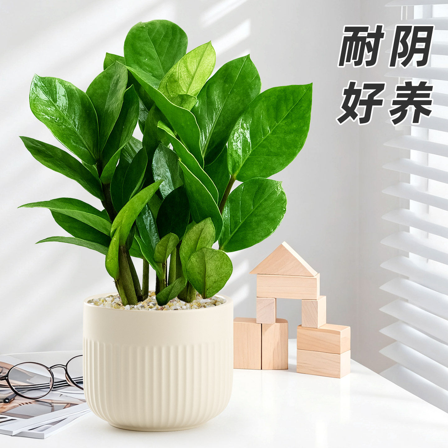 金钱树财源滚滚好养易活