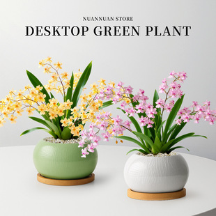 梦香文心兰盆栽四季香水浓香带花苞名贵绿植室内桌面植物花卉好养