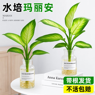 玛丽安水培万年青办公室内桌面富贵竹水养绿植物盆栽招财净化空气
