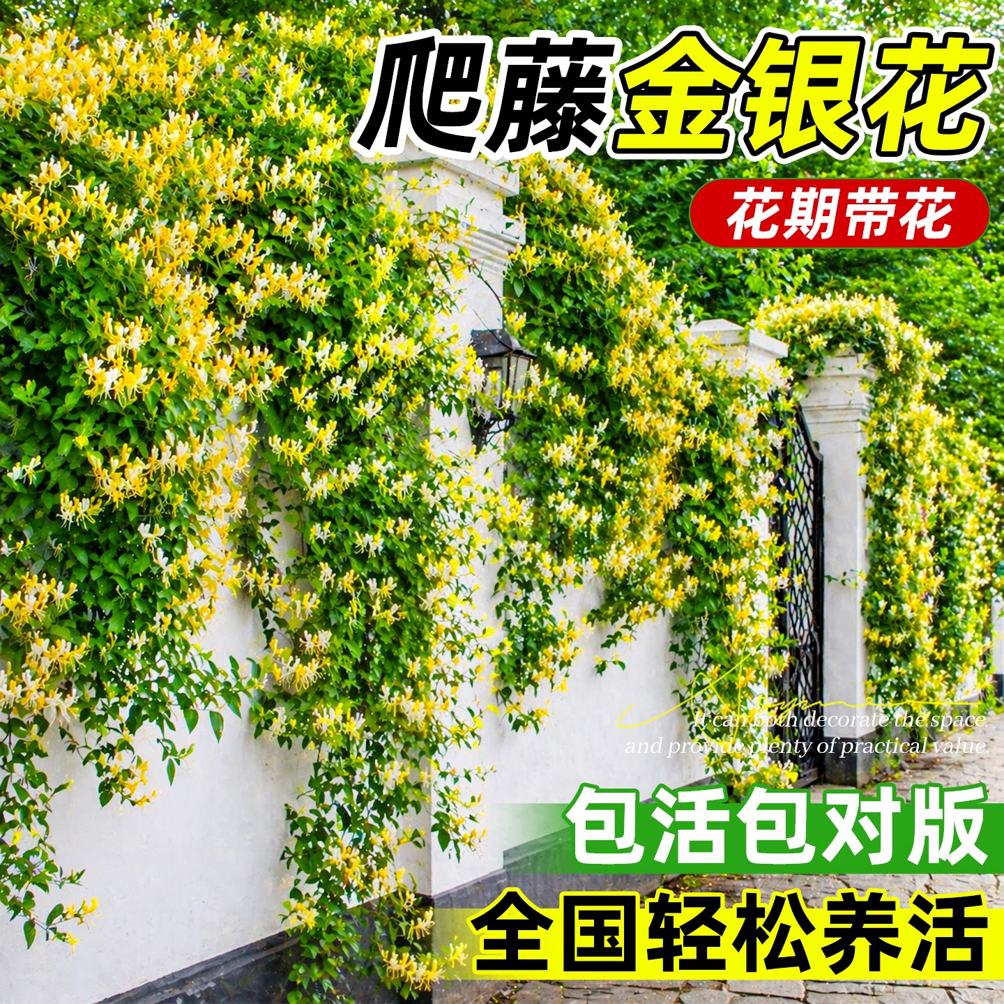 可食用！金银花爬藤植物图片