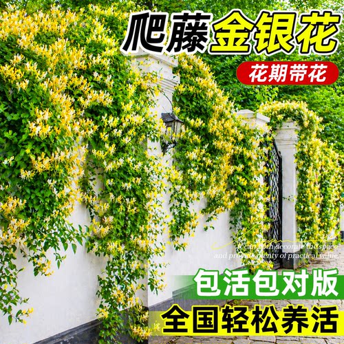 可食用！金银花爬藤植物