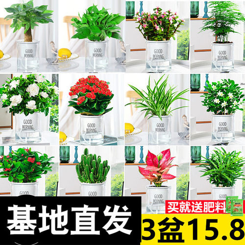 水培植物发财树办公室推荐