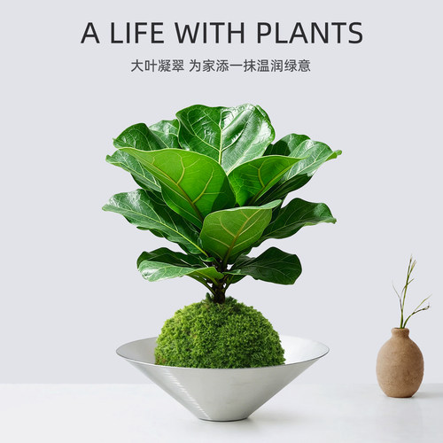 高级感室内桌面绿植琴叶榕小盆景