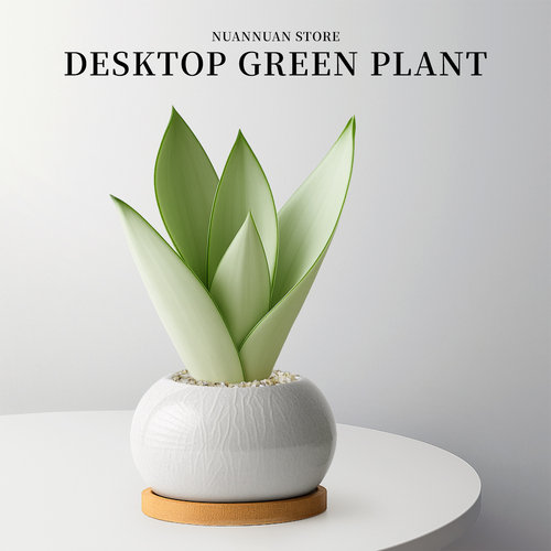 增加室内高级感|超好看的白玉虎