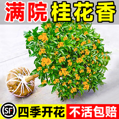 四季开花桂花树浓香型月月开