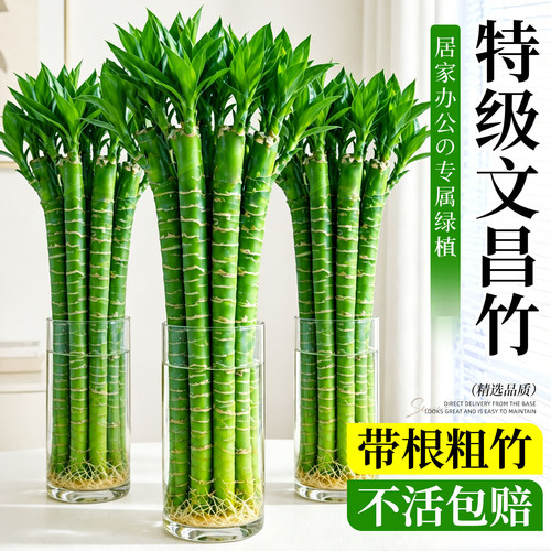 精致富贵文昌竹招财招学运