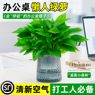 绿萝盆栽办公室植物花卉水培好养大盆绿植新房室内吸甲荃净化空气