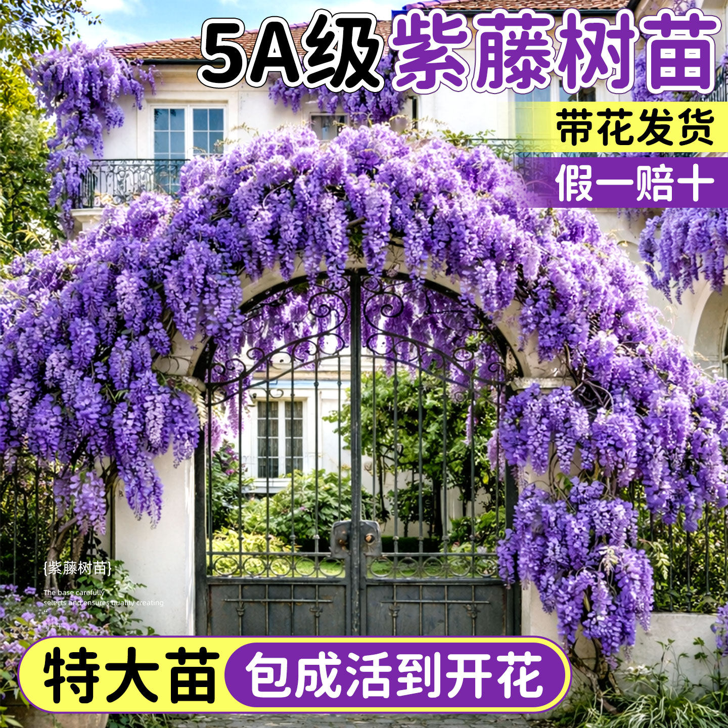紫藤花爬藤植物树苗老桩粗枝花卉绿植攀爬墙面室外庭院阳台好养活