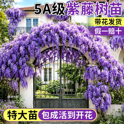 绝美的老桩紫藤花攀藤花卉超好养