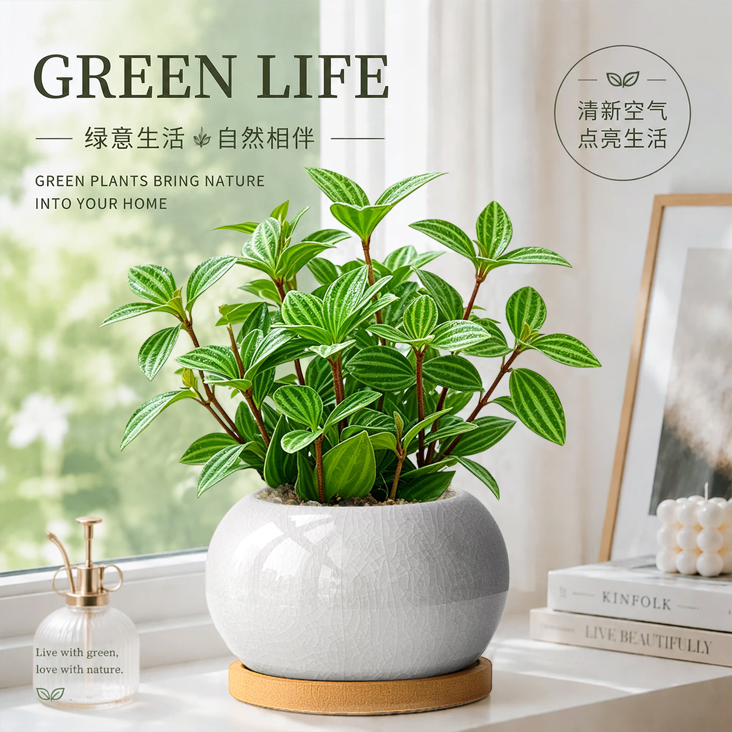 轮叶豆瓣绿盆栽带盆栽好室内阳台盆景懒人好养活丛生植物美观四季