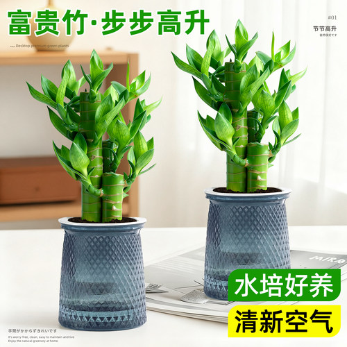 室内招财竹子节节高文昌竹