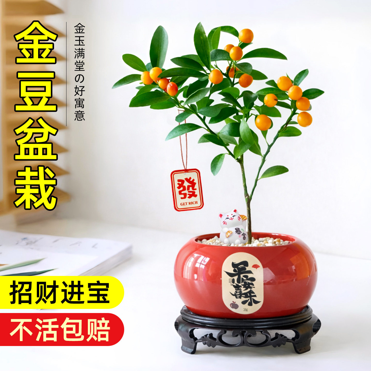 福豆小金豆人工培育盆栽带果客厅植物办公室工位桌面室内好养绿植,鲜花速递/花卉仿真/绿植园艺,绿植,淘宝优惠券,粉丝福利购,淘宝优惠卷