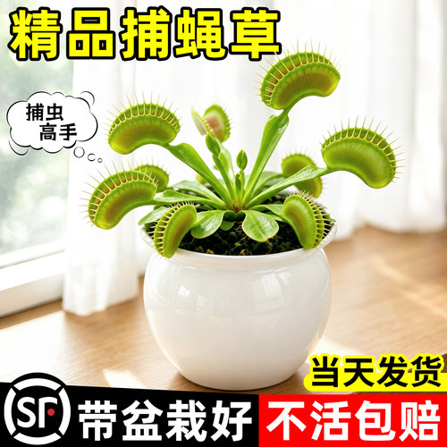室内捕虫好帮手夏季无忧