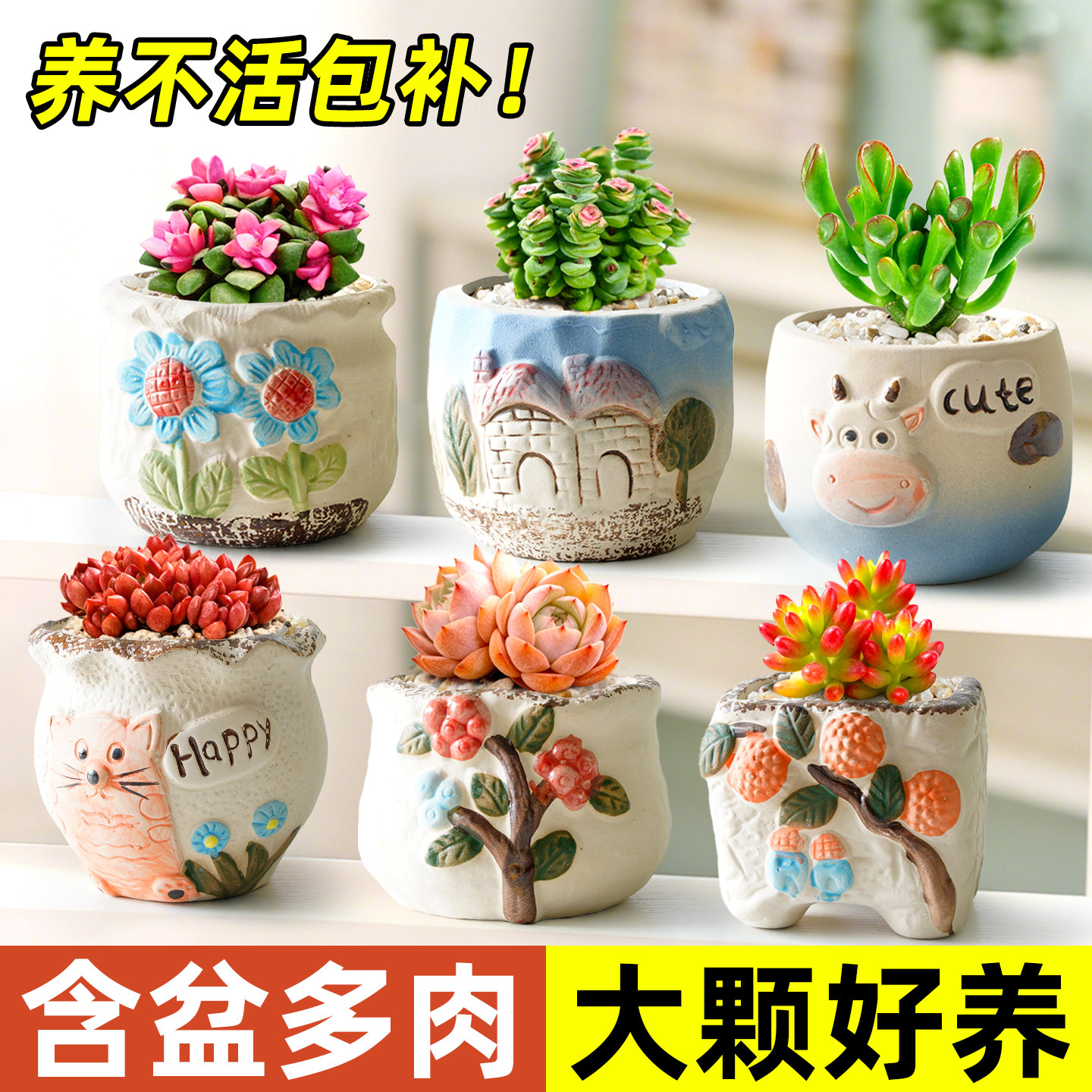 多肉盆栽陶瓷盆肉肉植物稀有品种名贵高级精致新品室内桌面幼儿园