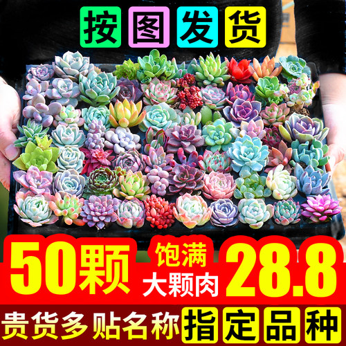 多肉植物套餐含盆室内好养