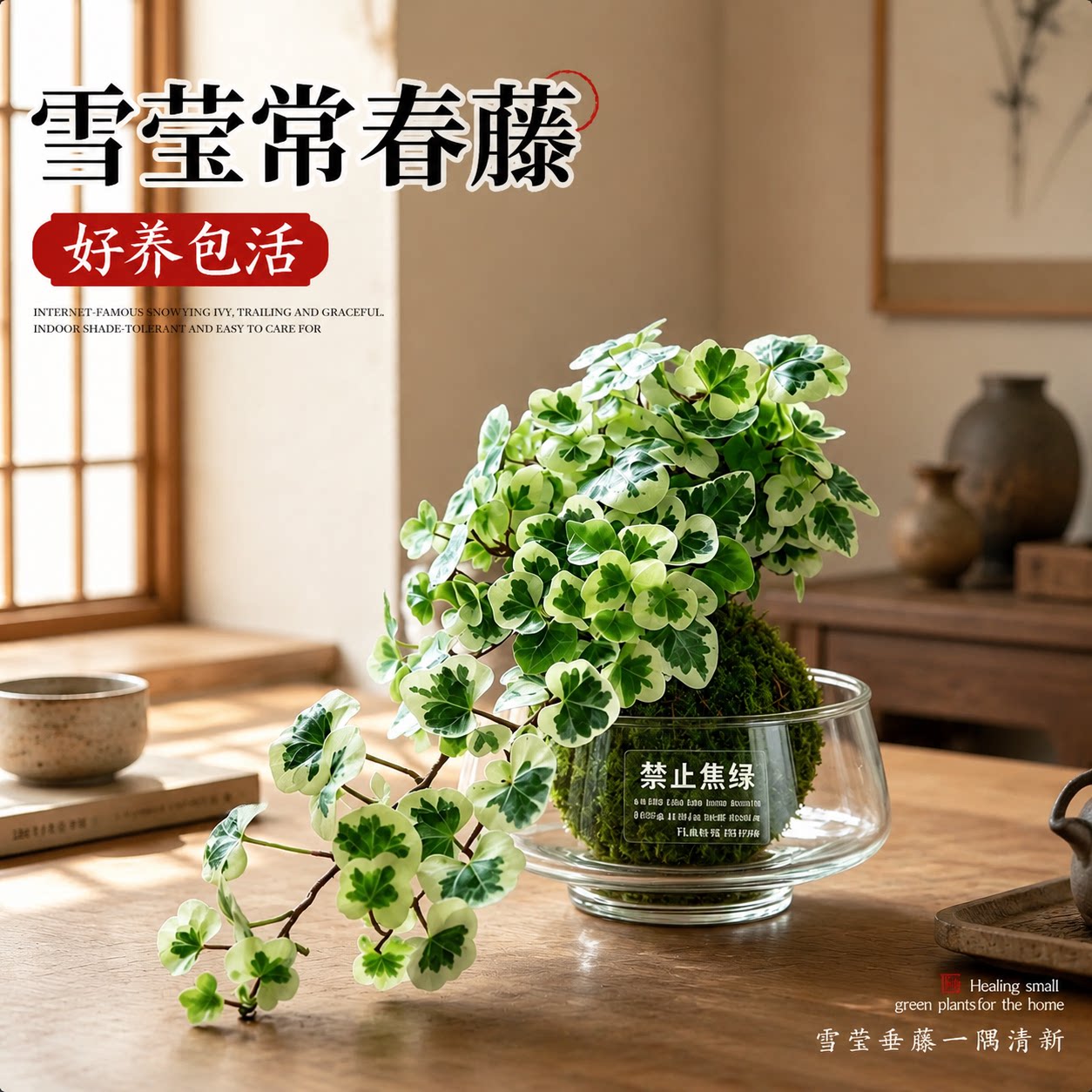 苔藓球盆栽净化空气垂吊爬藤图片