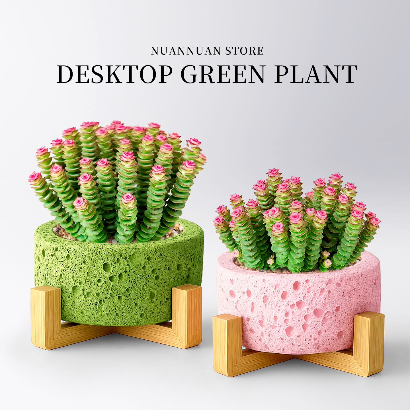 招财旺宅∣钱串子群多头肉肉