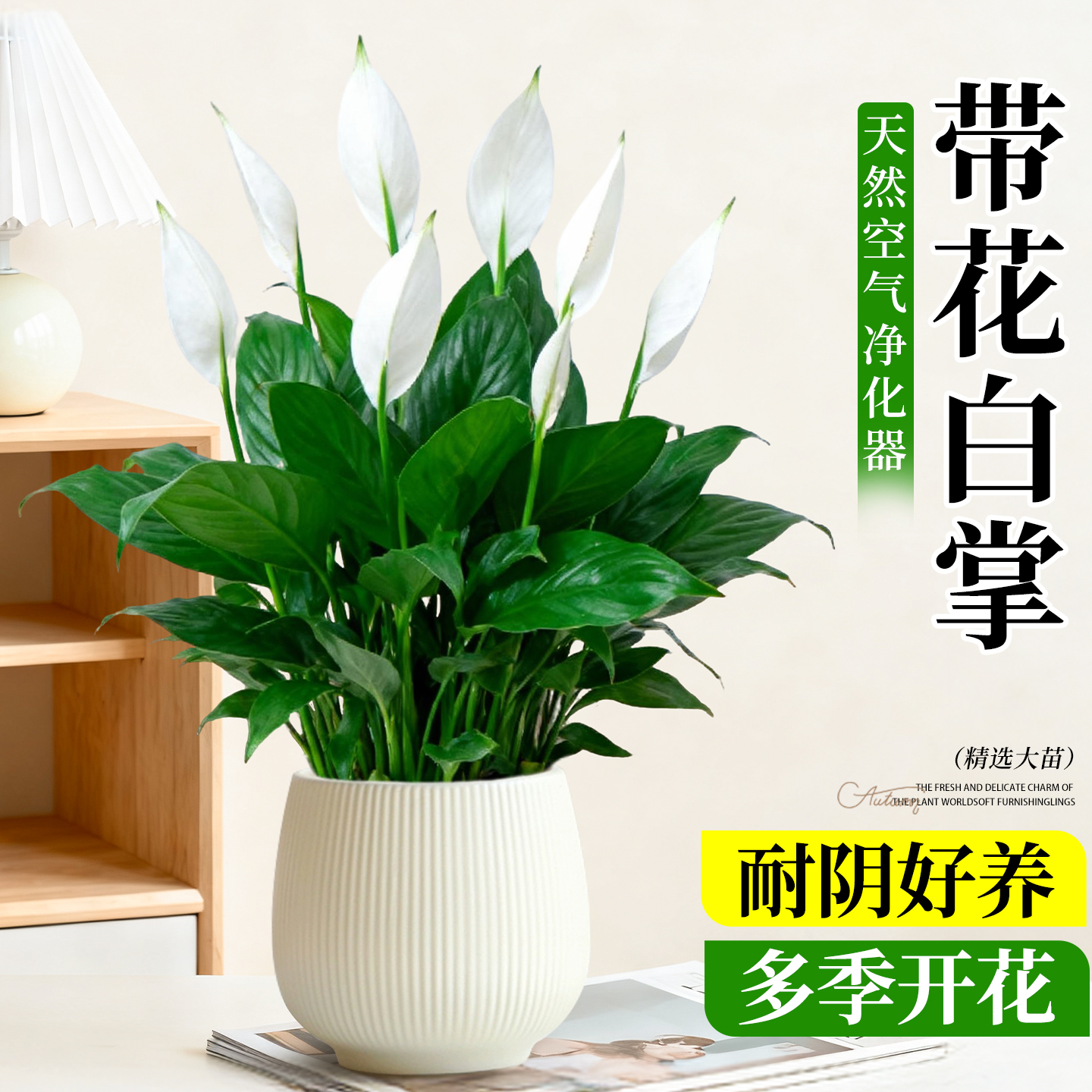 白掌盆栽一帆风顺花卉绿植办公室内桌面净化空气耐阴四季好养易活