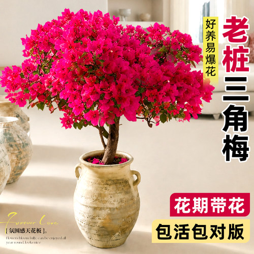 四季循环开花！绝美的三角梅盆栽