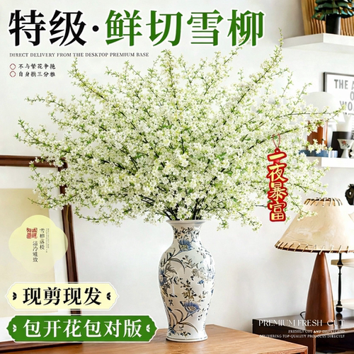 褐枝抽绿芽|雪柳缀白花|枯木逢春