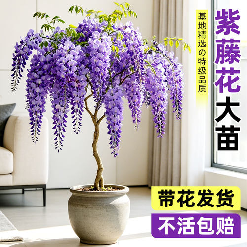 绝美花卉！紫藤花盆栽！超好养