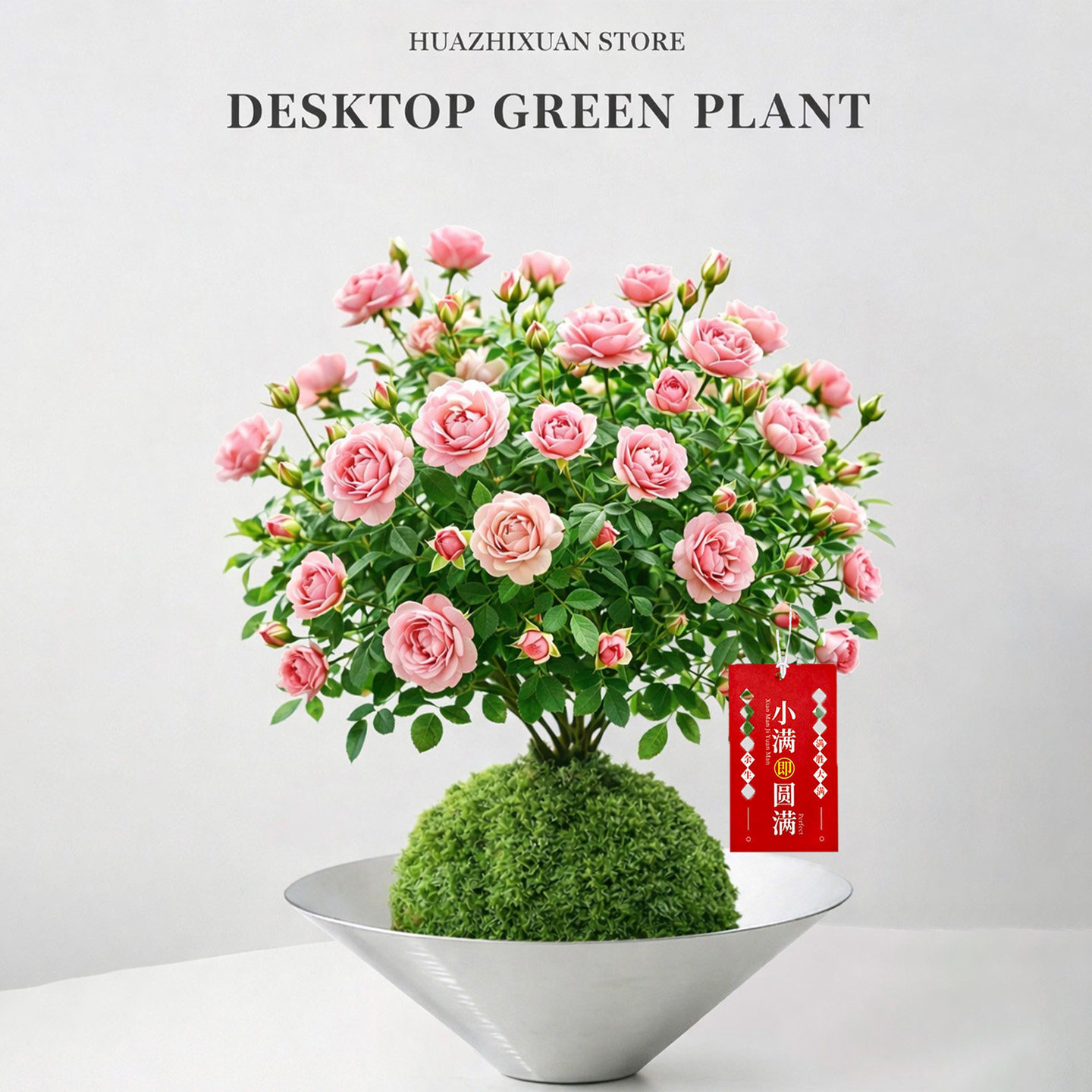 水培植物姬月季苔藓球盆景室内绿植花卉小盆栽懒人四季好养活