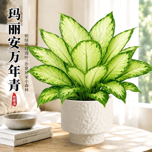 四季好养易活！大叶玛丽安万年青