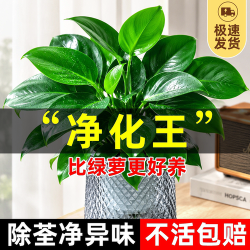 超好养的大叶金钻绿公主水培植物