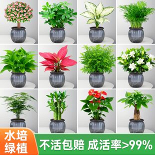 绿植室内盆栽绿萝发财树花卉办公室内桌面幼儿园植物水培懒人好养