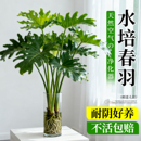 春羽水培植物室内盆栽客厅办公室桌面绿植花卉大叶龟背竹水养绿植