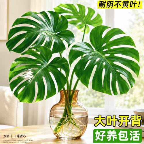 四季长青好养老桩大叶水培龟背竹