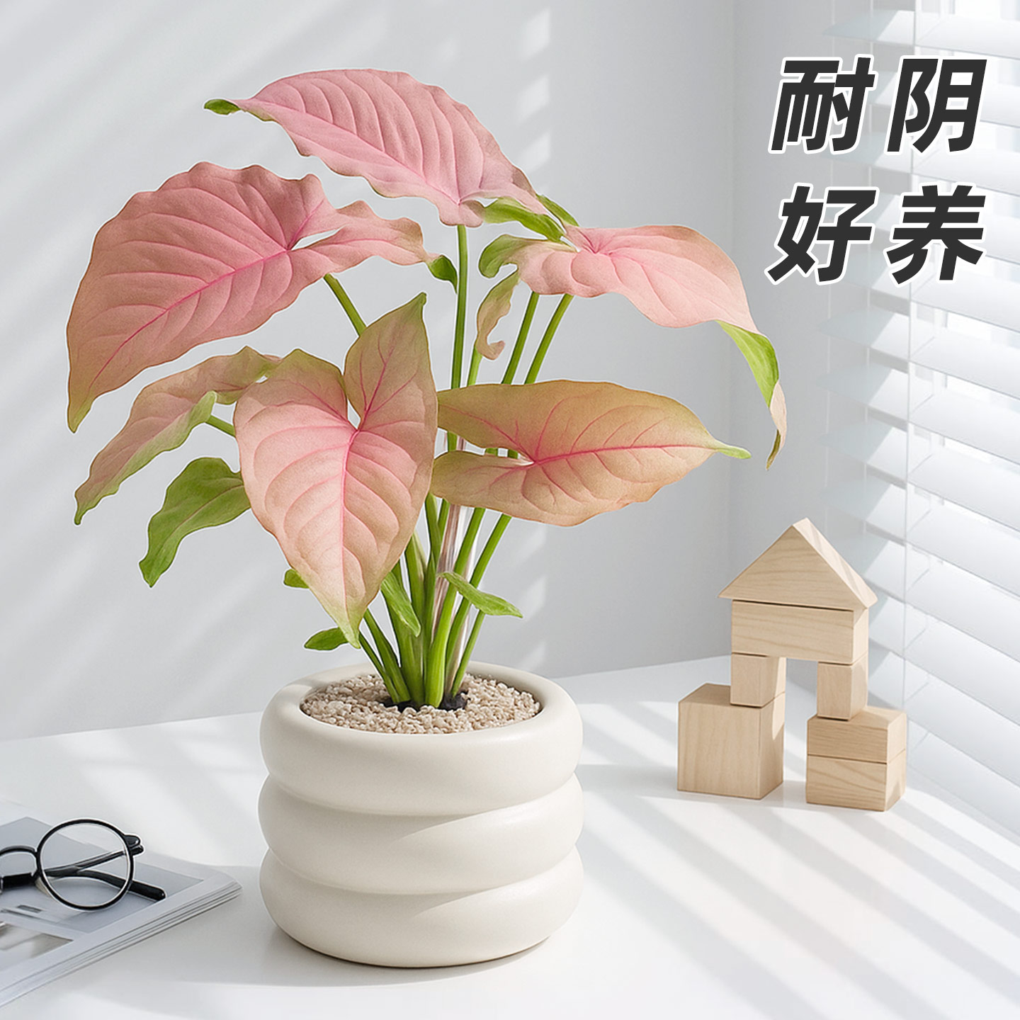 红粉佳人粉嫩可爱好看耐养