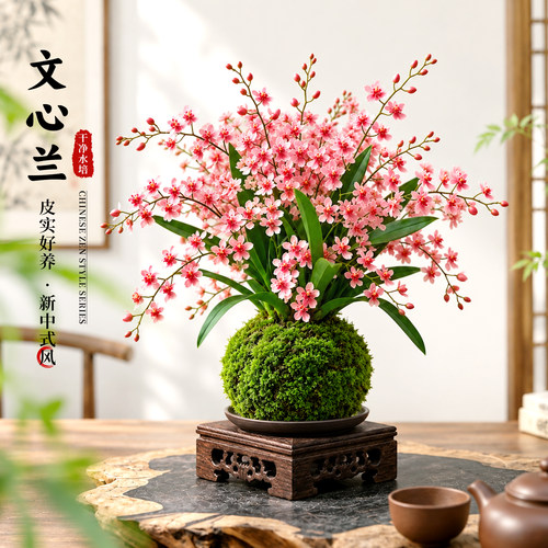 中式典雅文心兰浓香花卉