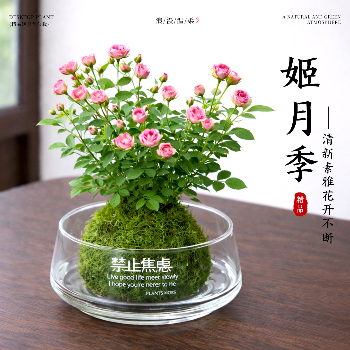 须惠姬超微姬月季小盆栽带花苞苔藓球办公室桌面绿植室内植物好养