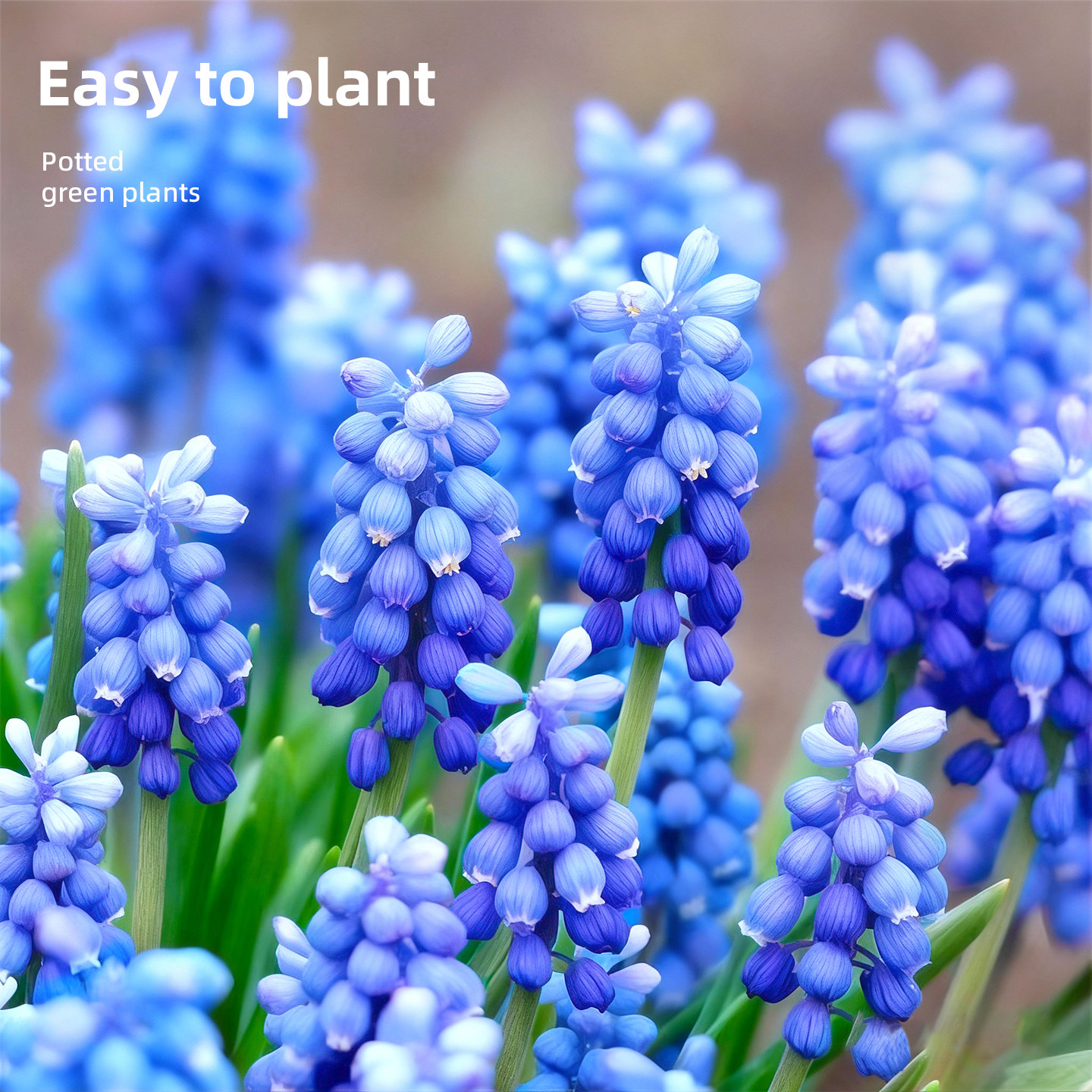 葡萄风信子特大种球水培植物鲜花卉阳台室内盆栽绿植种子种植土培,鲜花速递/花卉仿真/绿植园艺,时令草本花卉,淘宝优惠券,粉丝福利购,淘宝优惠卷