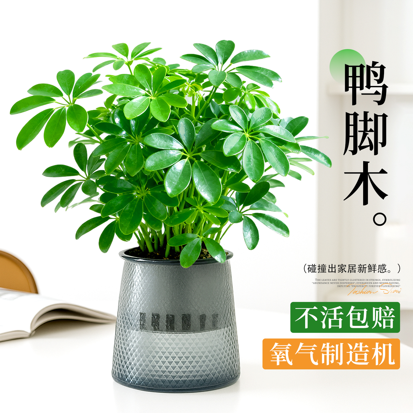 八方来财鸭脚木水培绿植物花盆栽老桩办公室内桌面客厅好养活树苗