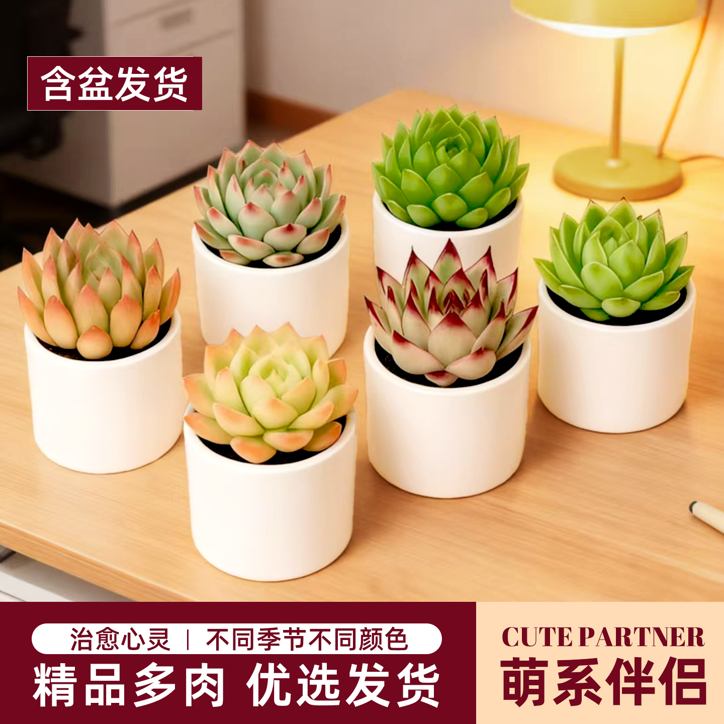 小多肉百变颜值佛系养护好心情