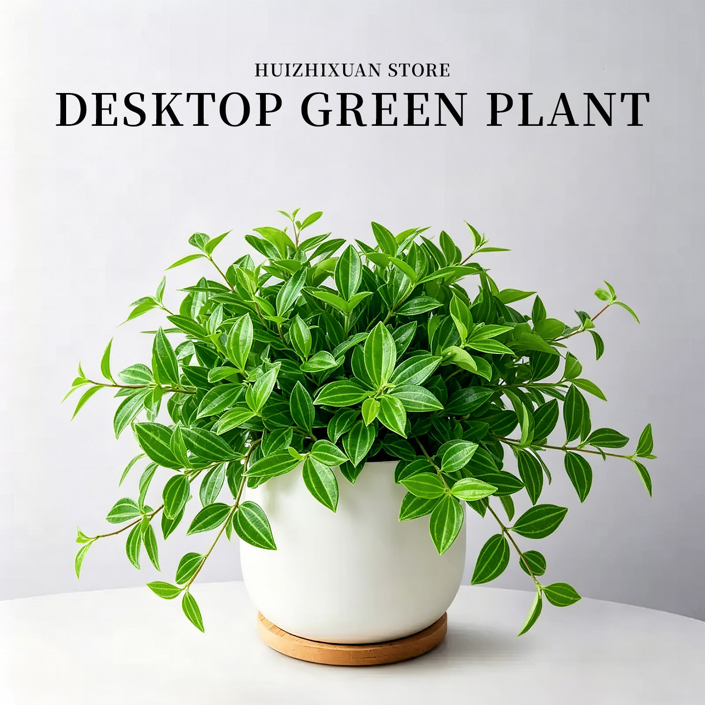 钻石翡翠吊兰垂吊植物四季常青办公室桌面绿植花卉好养活净化空气