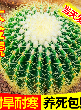 金虎仙人球仙人掌金琥办公室内盆栽盆栽超大号金冠植物大颗好养活