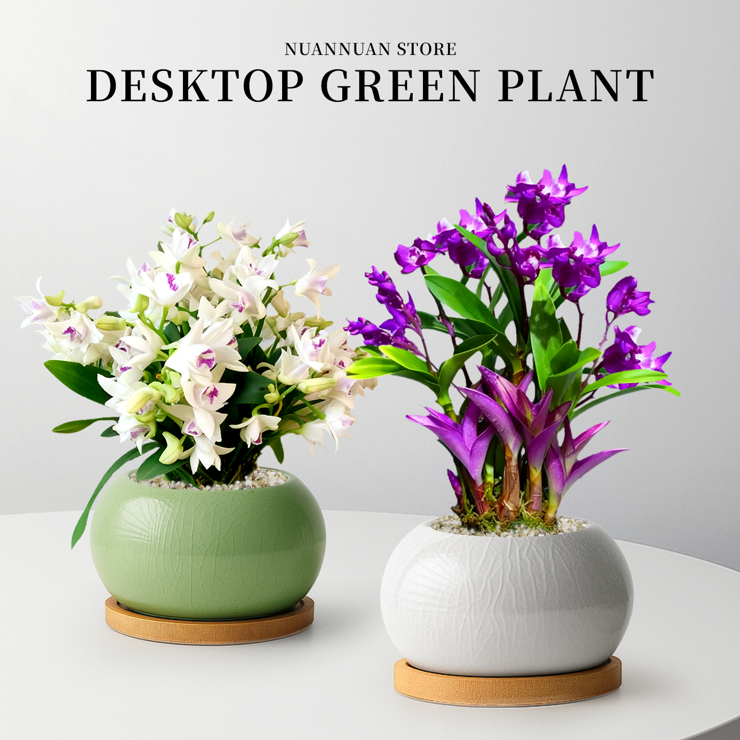 七彩石斛兰盆栽四季开花植物带花苞花卉绿植四季名贵高端室内好养