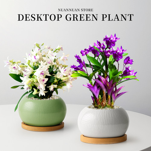 名贵高端石斛兰盆栽！四季好养