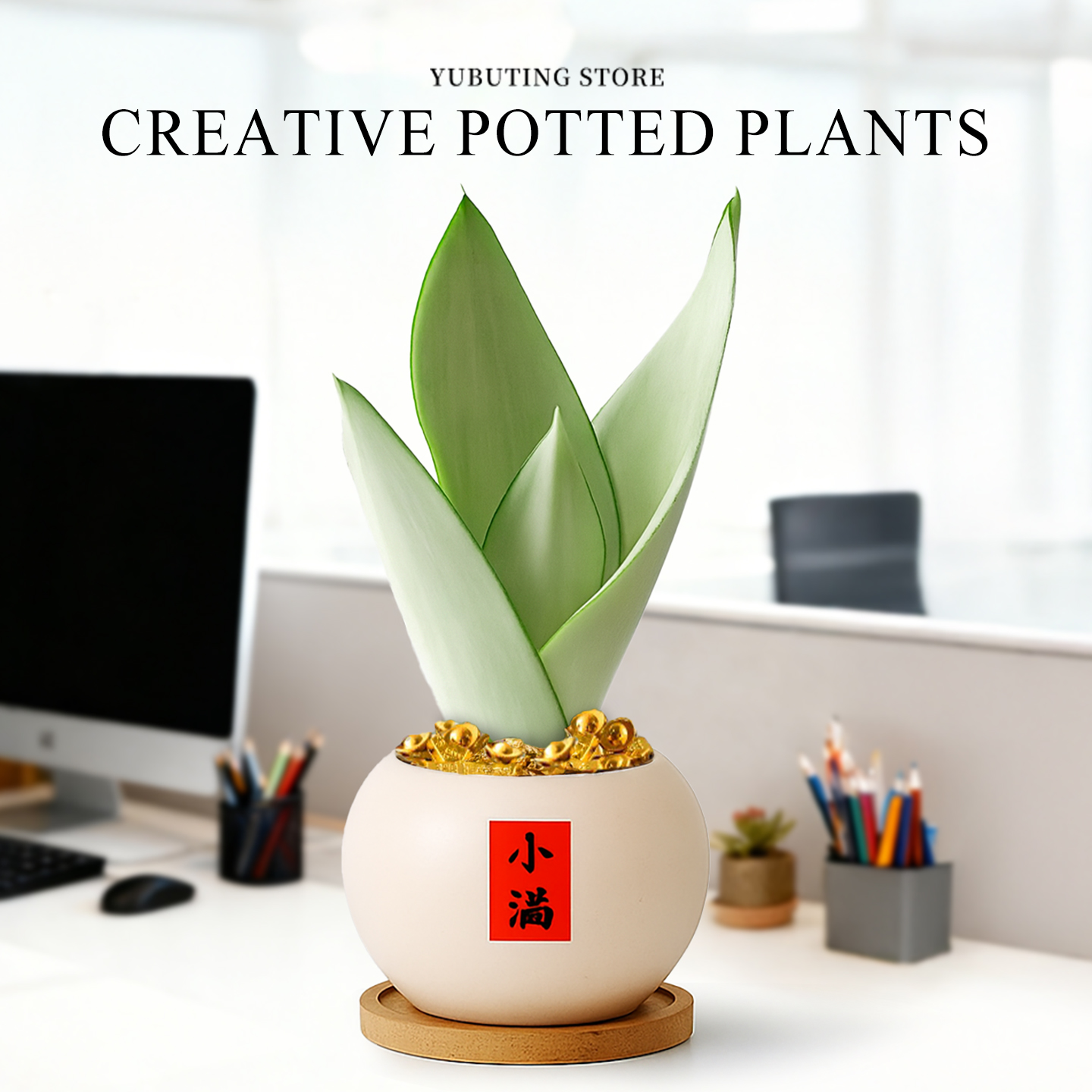 白玉虎皮兰多肉小盆栽虎尾兰植物办公室内工位绿植摆件四季好养活